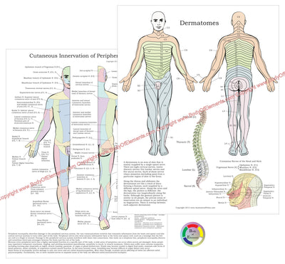 Dermatomes Peripheral Nerves Study Chart 8.5 X 11