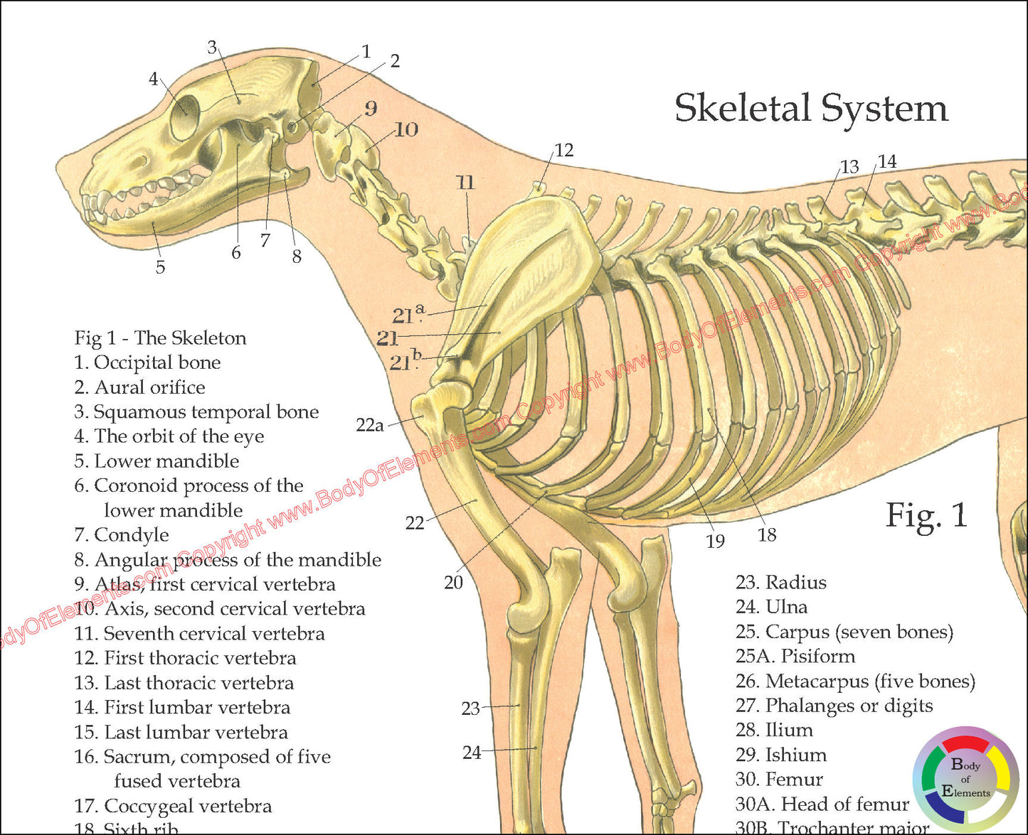 Dog skeletal anatomy chart