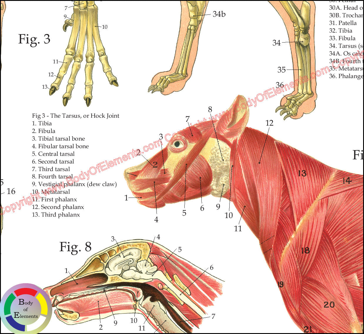 Dog muscle anatomy poster