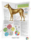 Dog Acupuncture Points Poster Folded