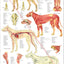 Dog anatomical wall chart