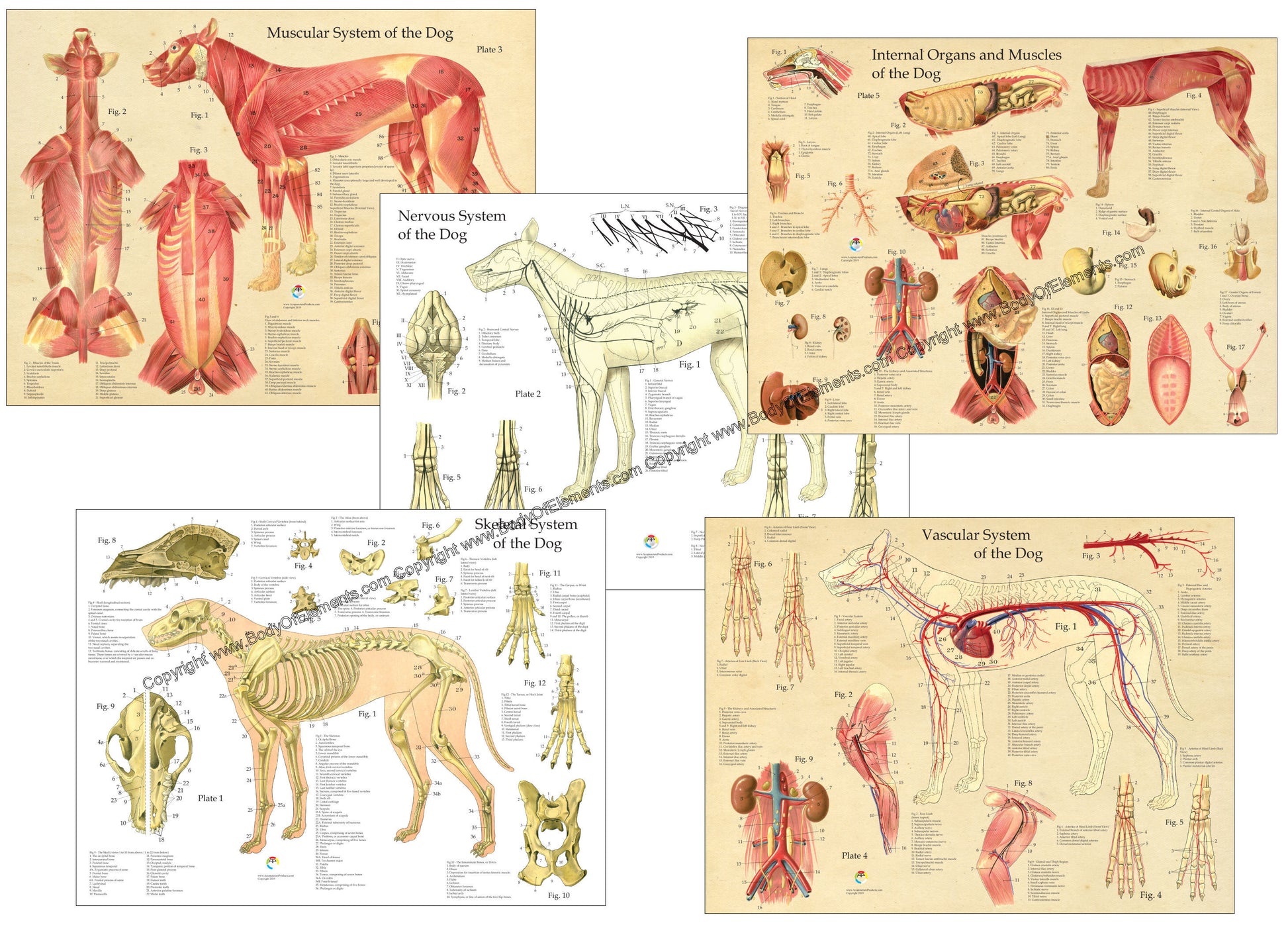 Dog anatomical chart set