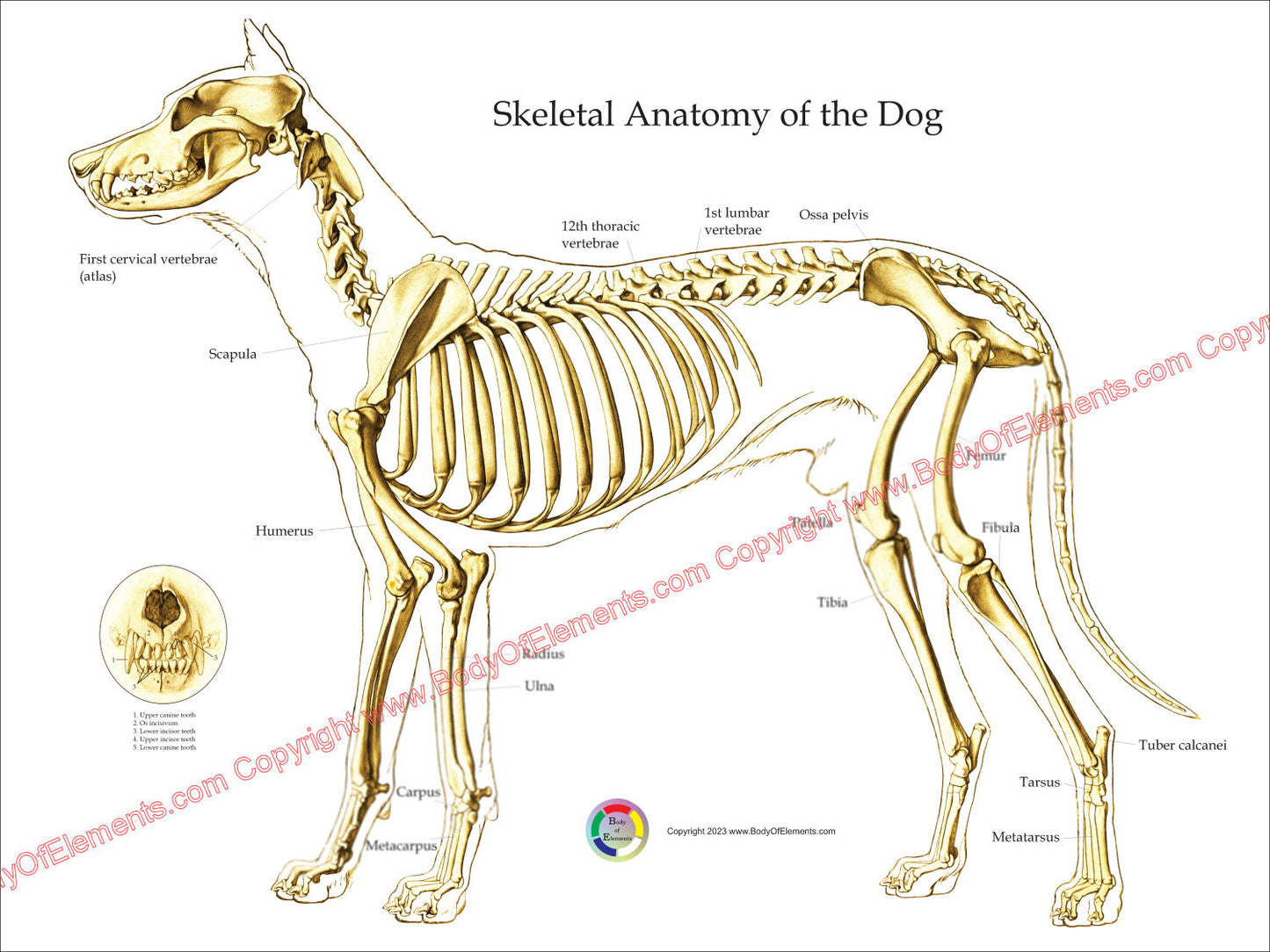 Dog skeletal anatomy chart