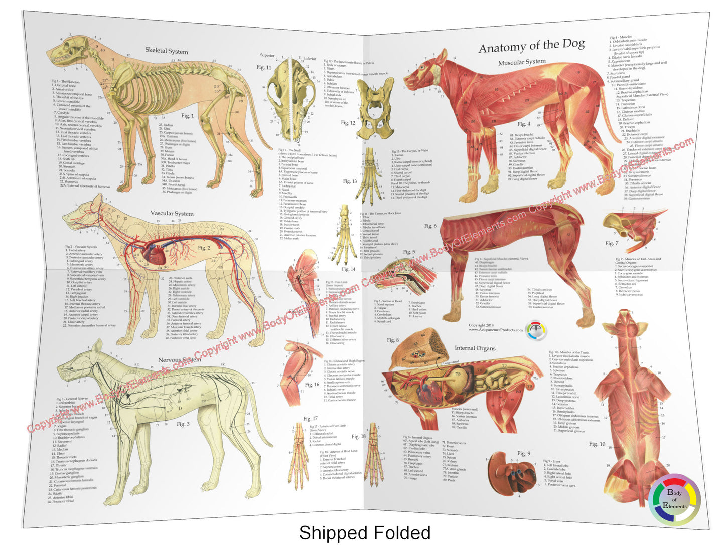 Dog Anatomy Poster 18" X 24" Folded