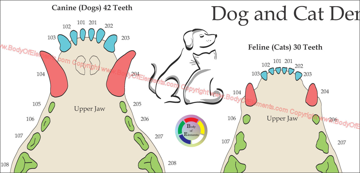 Dog and cat tooth numbering system poster