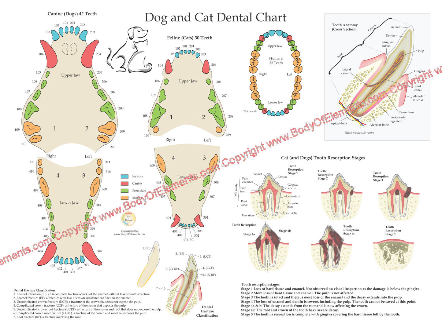 Dog and Cat Veterinary Dental Poster 18" X 24"