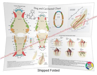 Dog and Cat Veterinary Dental Poster 18" X 24" Folded