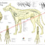 Dog Nervous System Anatomy Poster