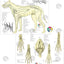 Dog Anatomy Study Charts 8.5" X 11"