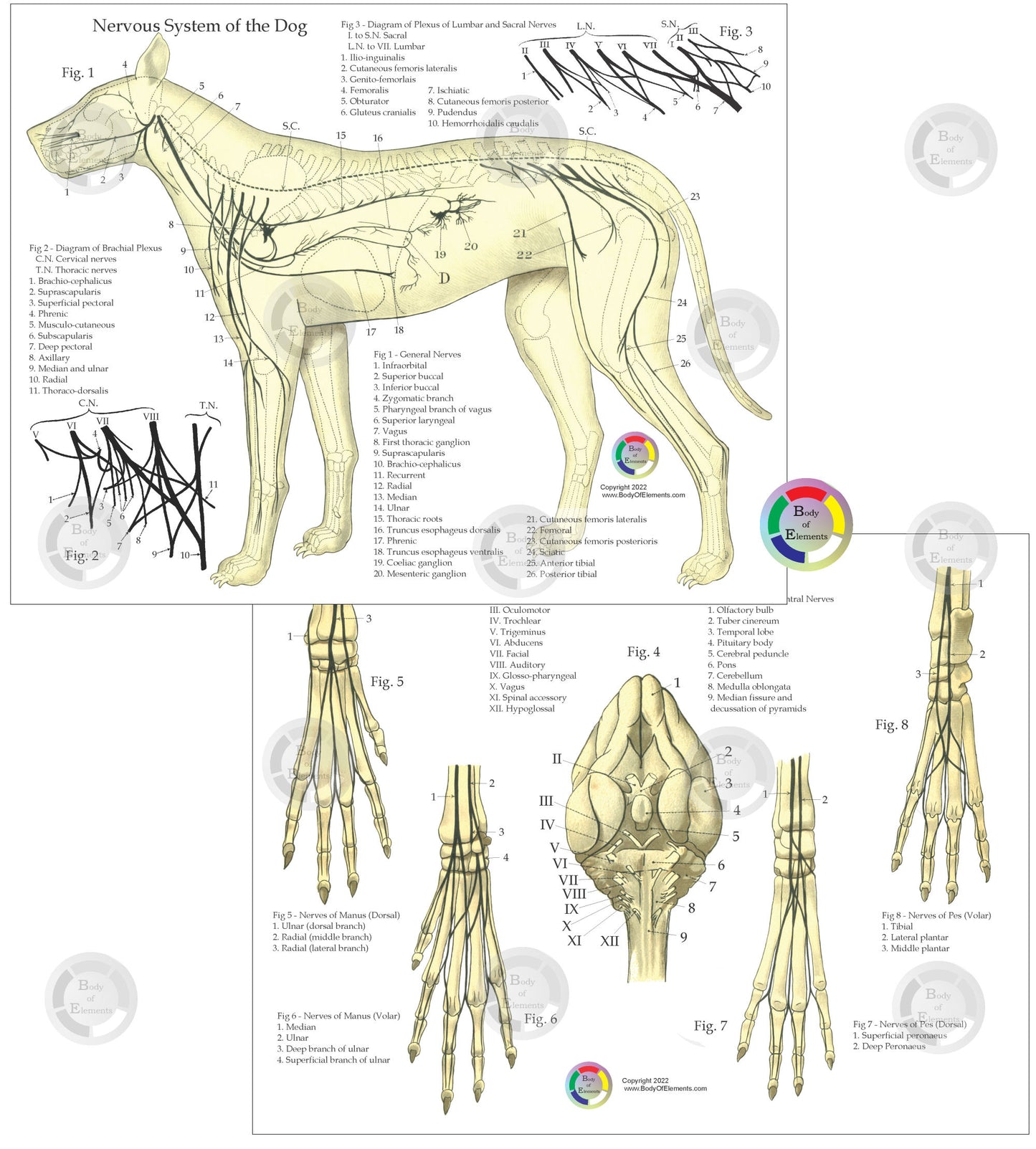 Dog Anatomy Study Charts 8.5" X 11"