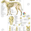 Dog Anatomy Study Charts 8.5" X 11"