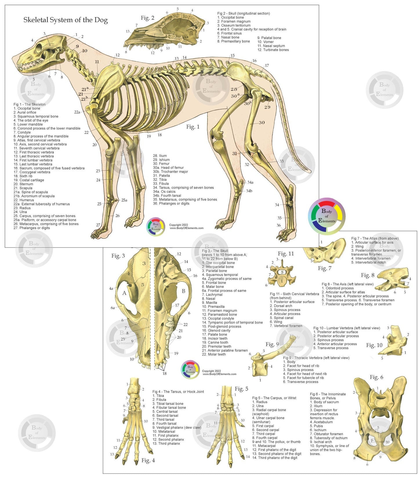 Dog Anatomy Study Charts 8.5" X 11"