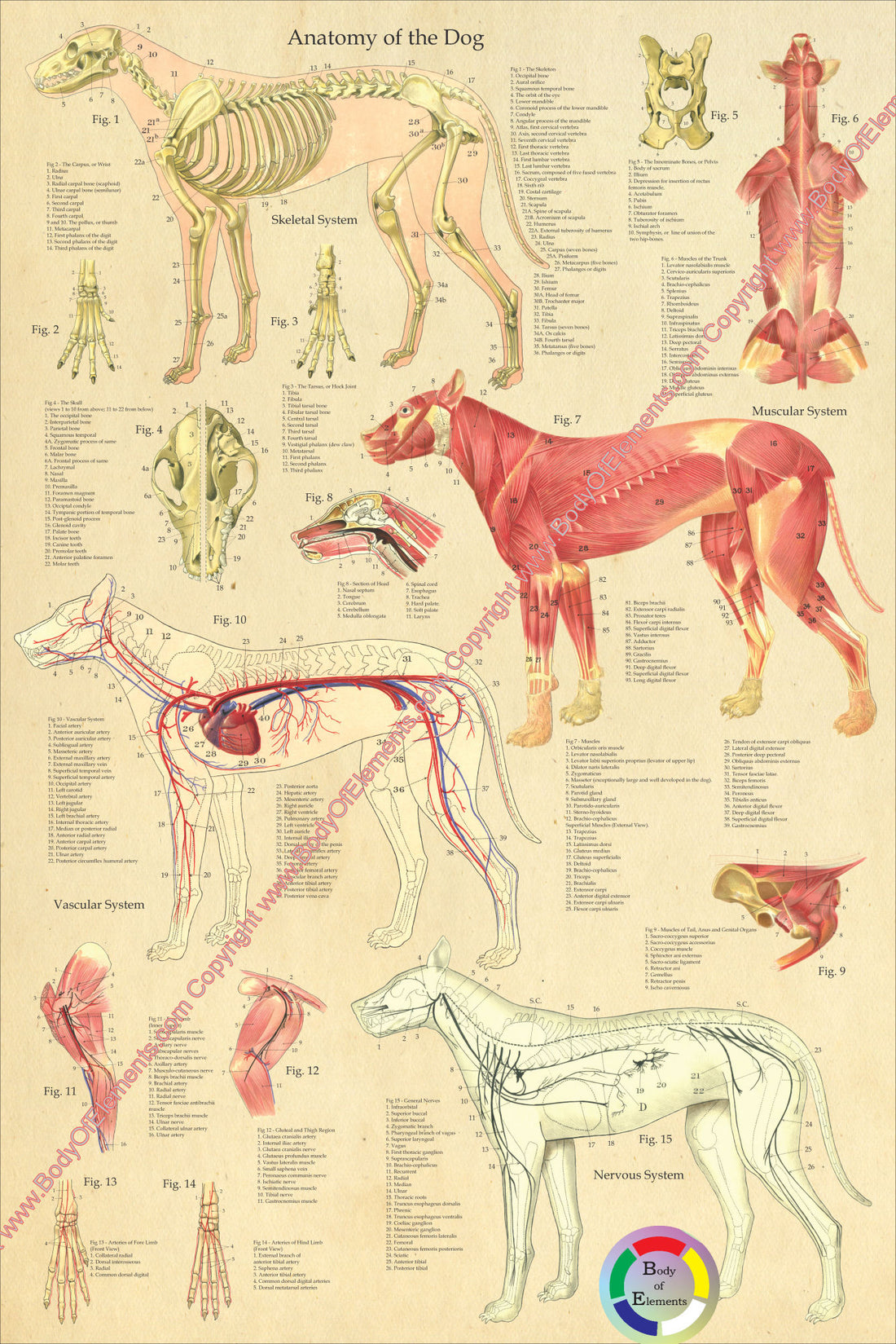 Dog Anatomy Wall Chart 24