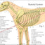 Dog Anatomy Poster 18" X 24" Folded