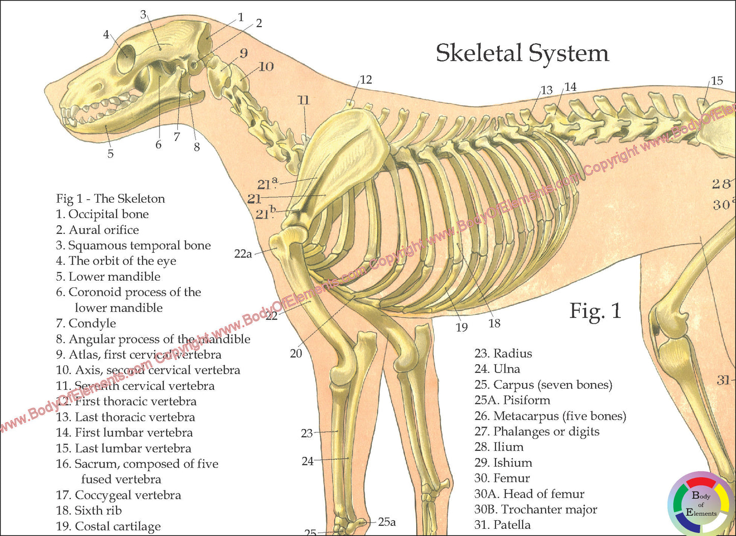 Dog Anatomy Poster 18" X 24" Folded