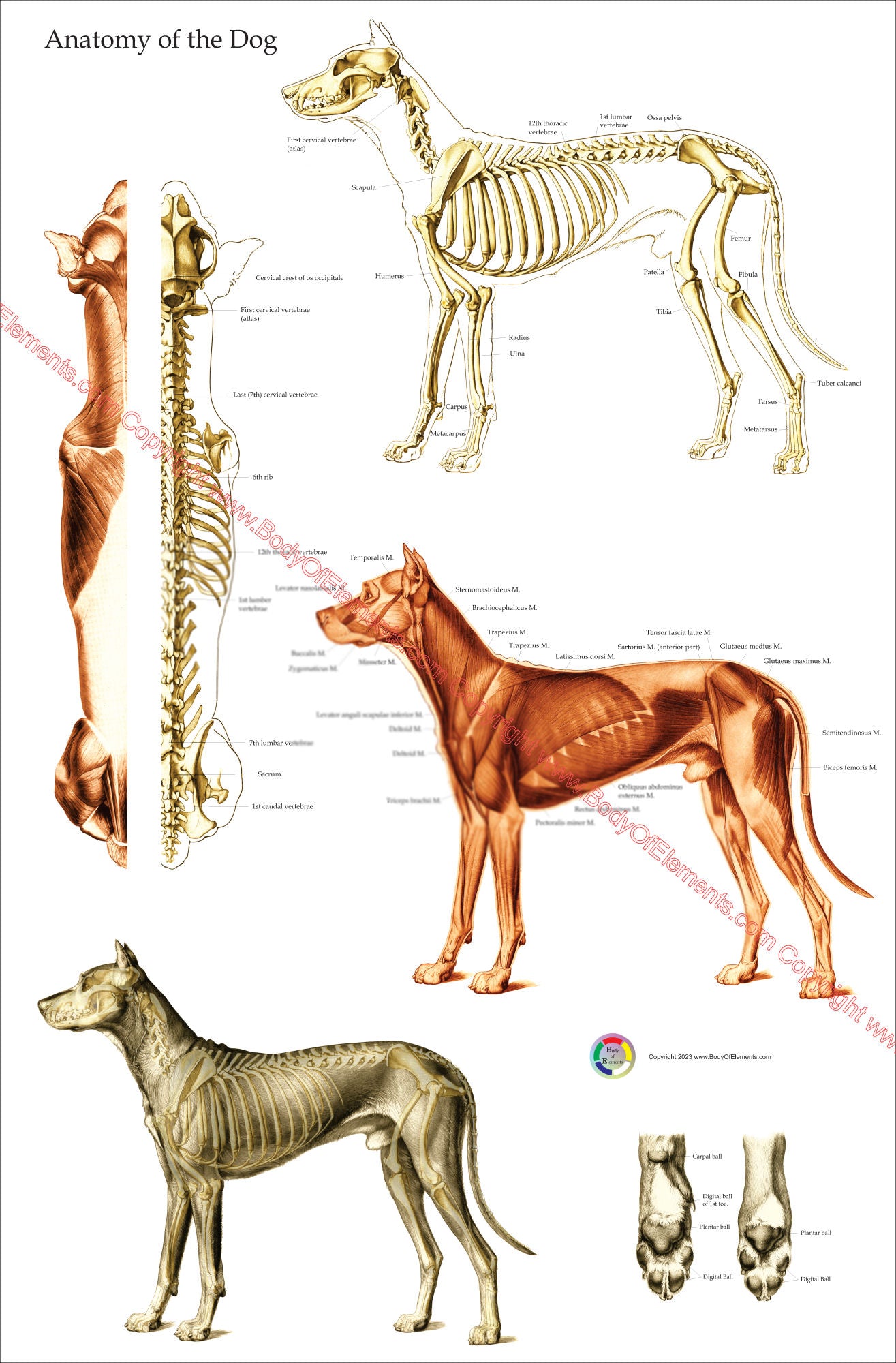 Canine muscular and skeletal anatomical chart