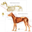 Dog muscles and bones anatomy poster