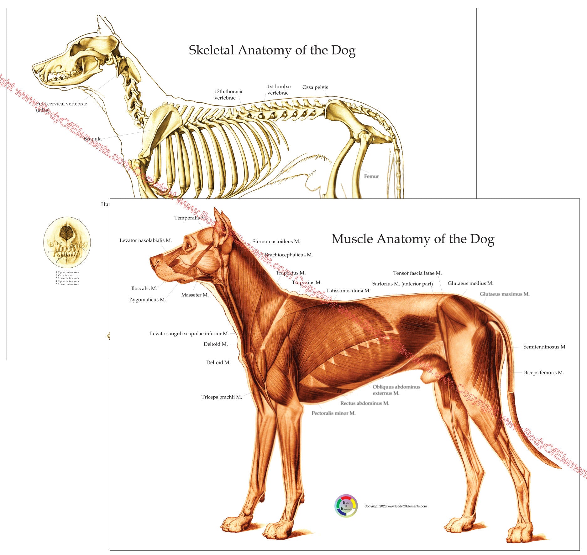 Dog muscles and bones anatomy poster