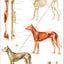 Dog muscular and skeletal anatomy chart