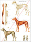 Dog muscular and skeletal anatomy chart