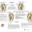 Smoking Cessation Ear Acupuncture Point Chart 8.5" X 11"