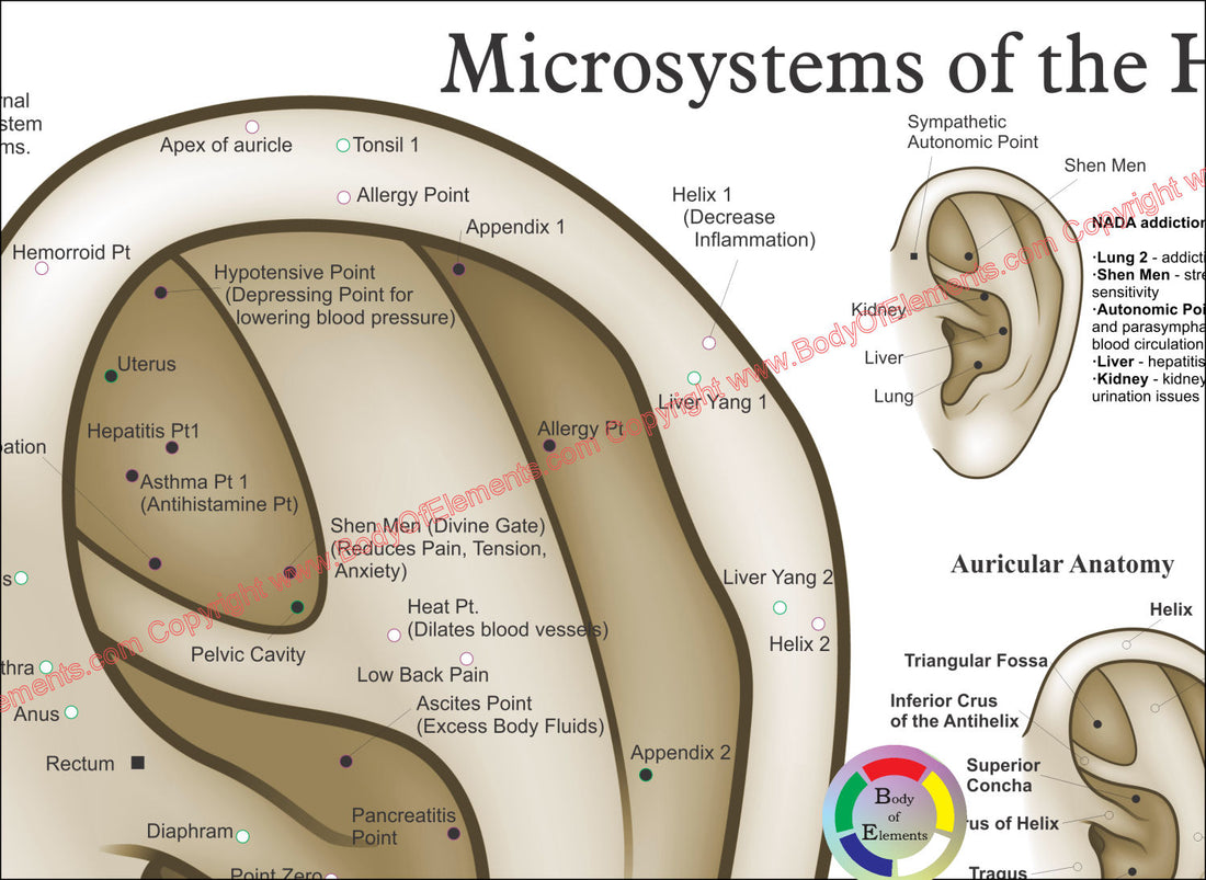 Acupuncture Microsystems of the Hand Foot and Ear Poster Body of Elements