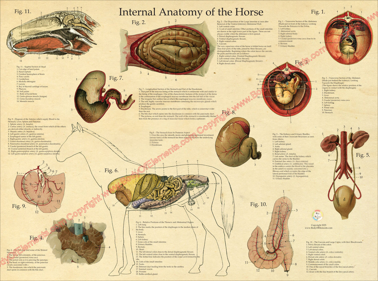 Horse Internal Organs Anatomy Chart