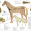 Horse Nervous System Anatomy Poster