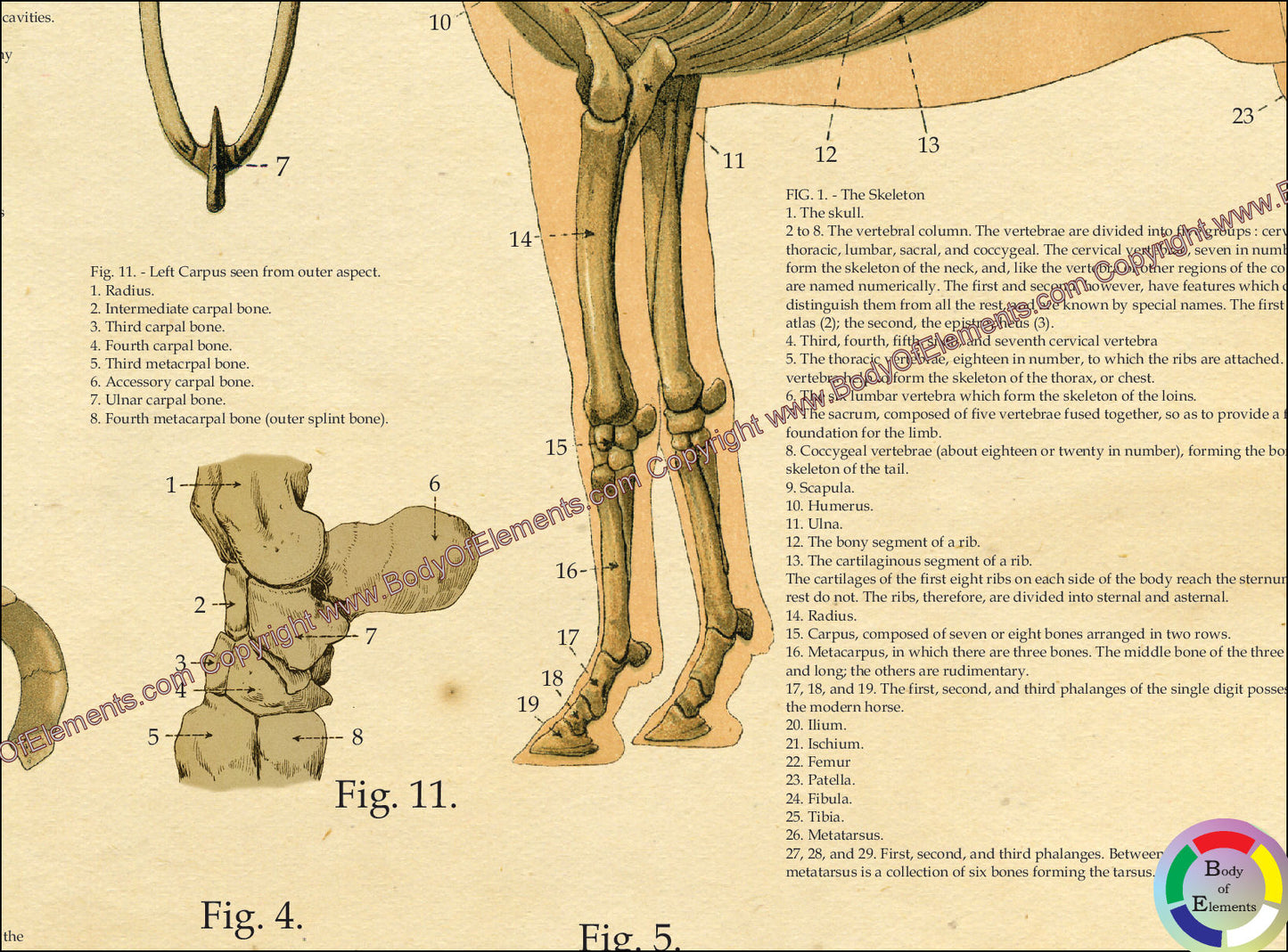 Horse leg bones anatomy