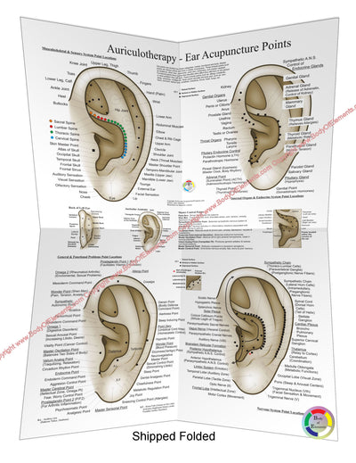 European System of Auriculotherapy Poster Folded