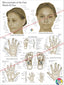 Acupressure Points Face Hand Feet Poster