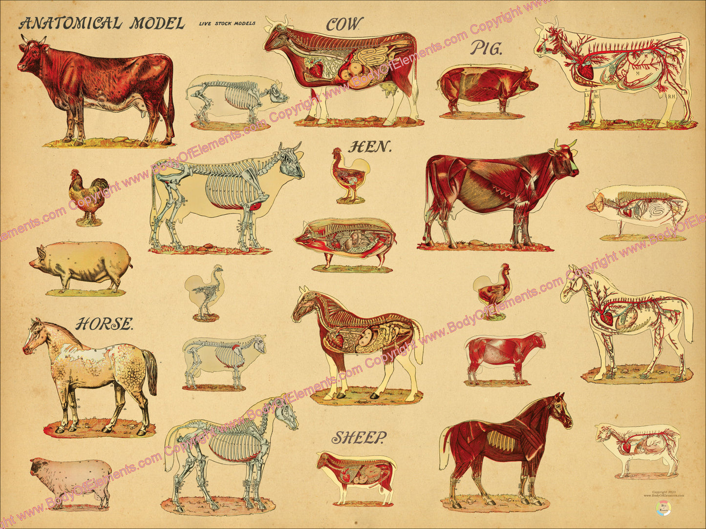 Farm animal wall art anatomy print