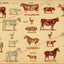 Anatomical chart of farm animals.
