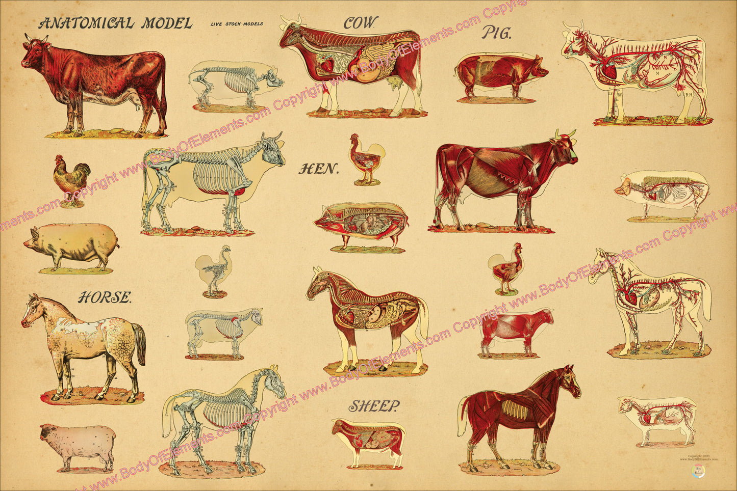Anatomical chart of farm animals.