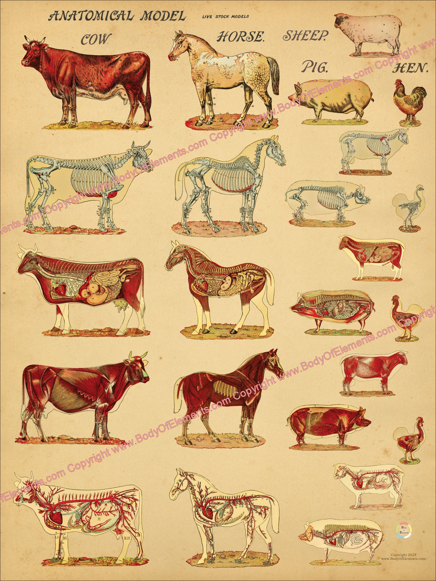 Cow Anatomy Posters – Body Of Elements