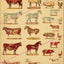 Farm animal anatomical illustrations poster