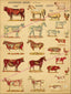 Farm animal anatomical illustrations poster