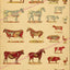 Anatomy poster of farm animals