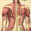 Back muscles of the woman