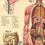 Female internal anatomy chart
