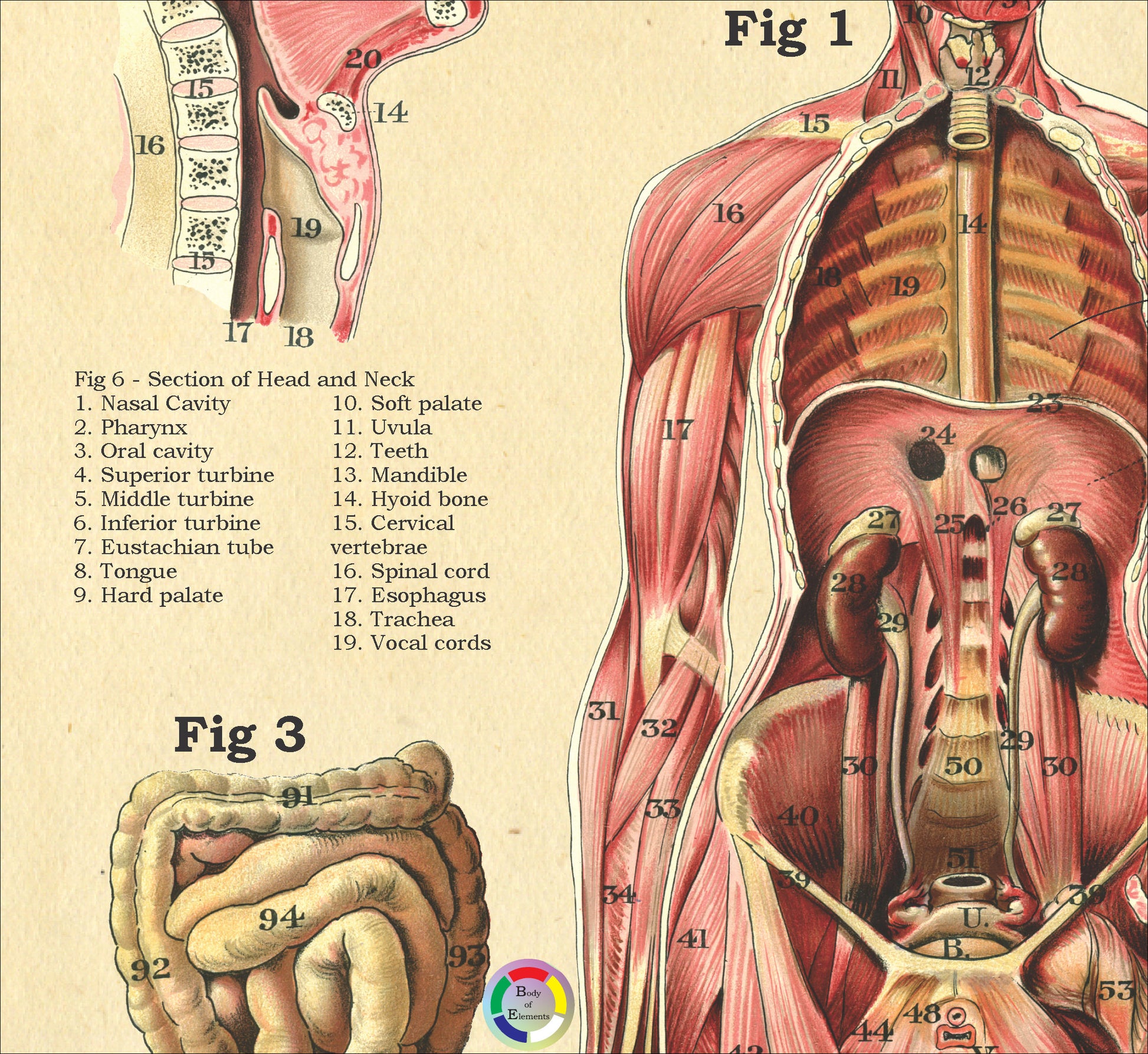Female internal anatomy chart