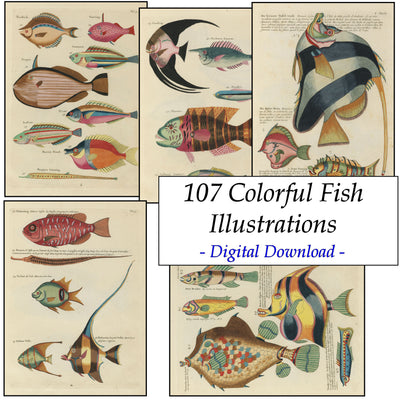 Tropical Fish Vintage Old Sea Life Ocean Illustrations Ephemera Digital Print Download