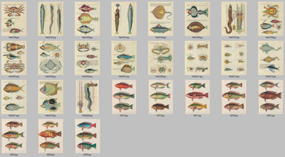 Tropical Fish Vintage Old Sea Life Ocean Illustrations Ephemera Digital Print Download