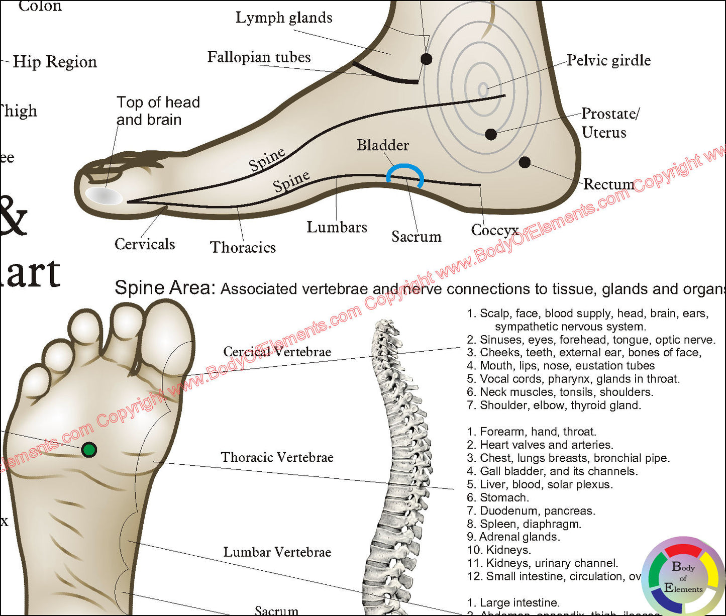 Foot reflexology points chart