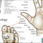 Acupuncture Microsystems of the Hand Foot and Ear Poster