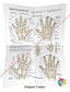 Hand Acupuncture Points Poster Folded