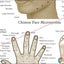 Acupressure Points Face Hand Feet Poster