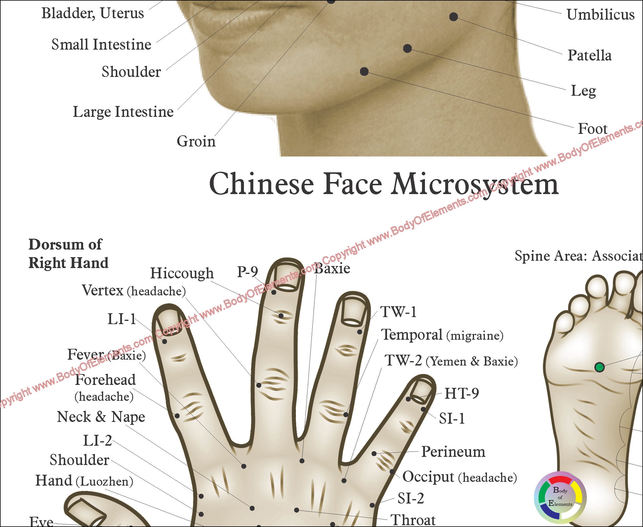Body Original Point Acupressure Points Face Hand Feet Poster – Body of Elements