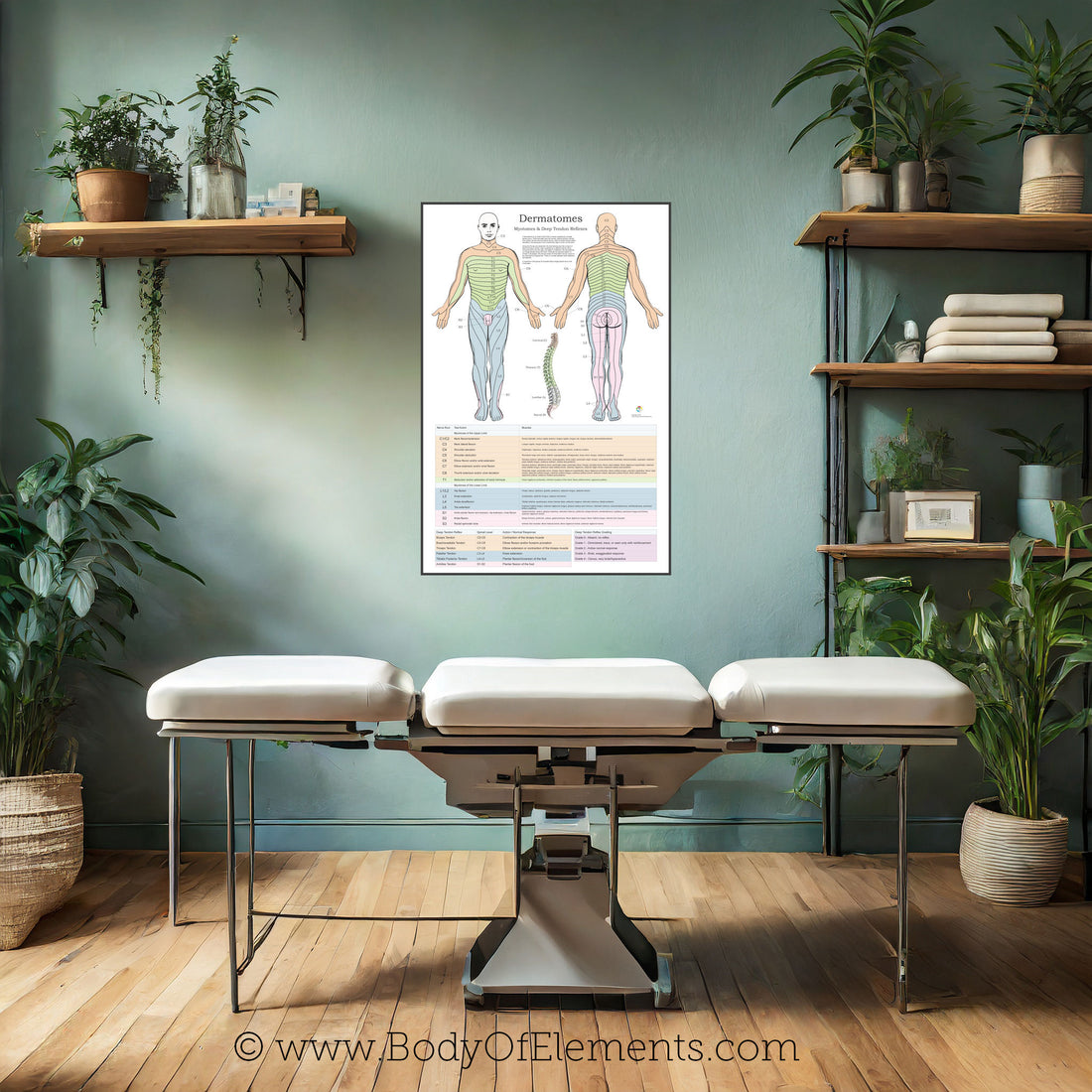 Dermatomes And Myotomes Poster Body Of Elements