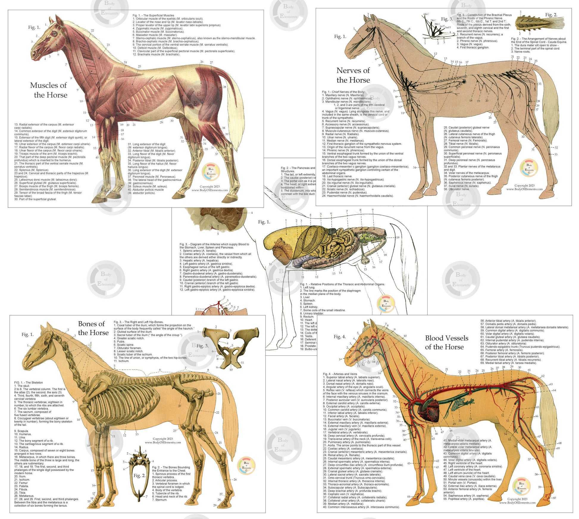 Horse anatomy chart set